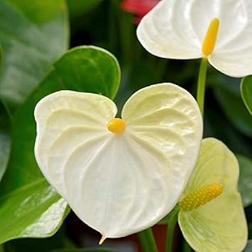 Flower Seeds, Seeds,Seeds For Planting,Plant Seeds