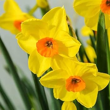 Flower Seeds, Seeds,Seeds For Planting,Plant Seeds
