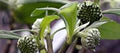 Edgeworthia Flower Seeds for Planting – Heirloom, Non-GMO, High Germination Organic Garden Seeds