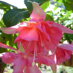 Flower Seeds, Seeds,Seeds For Planting,Plant Seeds