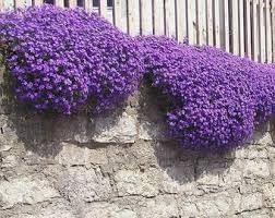 Flower Seeds, Seeds,Seeds For Planting,Plant Seeds