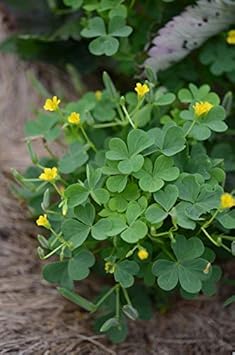 Dark Green Four Leaf Clover Seeds for Planting – Colorful Display Heirloom Non-GMO Garden Seeds