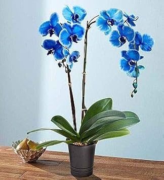 Flower Seeds, Seeds,Seeds For Planting,Plant Seeds