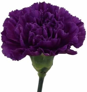 Flower Seeds, Seeds,Seeds For Planting,Plant Seeds