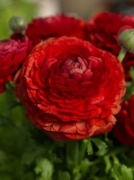 Flower Seeds, Seeds,Seeds For Planting,Plant Seeds