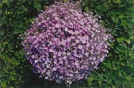 Flower Seeds, Seeds,Seeds For Planting,Plant Seeds