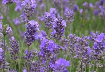 Flower Seeds, Seeds,Seeds For Planting,Plant Seeds