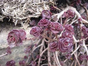 Flower Seeds, Seeds,Seeds For Planting,Plant Seeds