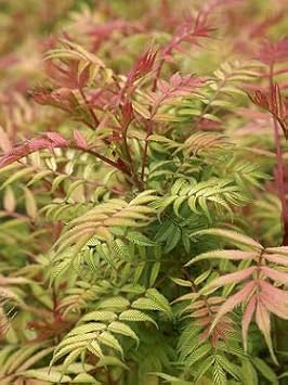 Flower Seeds, Seeds,Seeds For Planting,Plant Seeds