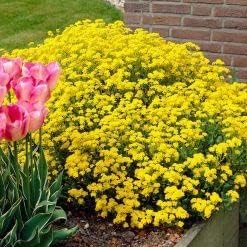 Yellow Rock Cress Flower Seeds for Planting – Long Bloom Season Heirloom, Non-GMO, High Germination Garden Seeds