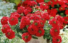 Flower Seeds, Seeds,Seeds For Planting,Plant Seeds