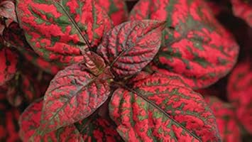 Flower Seeds, Seeds,Seeds For Planting,Plant Seeds