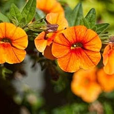Flower Seeds, Seeds,Seeds For Planting,Plant Seeds