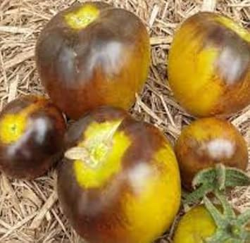 Vegetable Seeds,Garden seeds, Seeds For Planting,Plant Seeds
