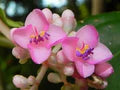 Light Pink Medinilla Cummingi Seeds – Heirloom, Non-GMO, Perfect for Borders