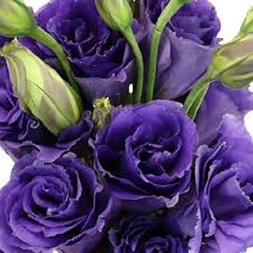 Flower Seeds, Seeds,Seeds For Planting,Plant Seeds