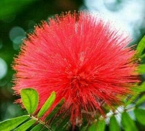 Flower Seeds, Seeds,Seeds For Planting,Plant Seeds