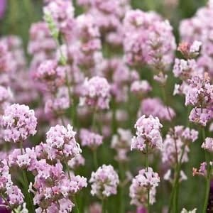 Flower Seeds, Seeds,Seeds For Planting,Plant Seeds