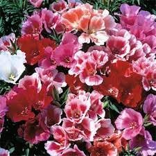 Flower Seeds, Seeds,Seeds For Planting,Plant Seeds