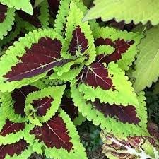 Flower Seeds, Seeds,Seeds For Planting,Plant Seeds
