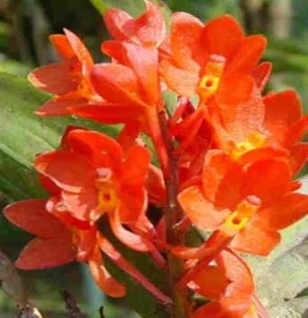 Orange Ascocentrum Flower Seeds for Planting – Heirloom, Non-GMO, High Germination Organic Garden Seeds