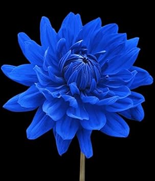 Flower Seeds, Seeds,Seeds For Planting,Plant Seeds