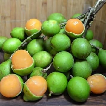 Fruit Seeds,Garden seeds, Seeds For Planting,Plant Seeds