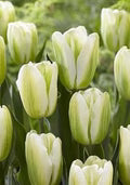 Green Tulips Flower Seeds for Planting – Heirloom, Non-GMO, High Germination Organic Garden Seeds