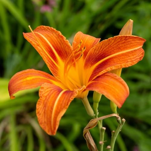 Flower Seeds, Seeds,Seeds For Planting,Plant Seeds