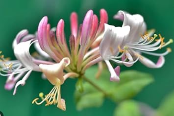 Flower Seeds, Seeds,Seeds For Planting,Plant Seeds