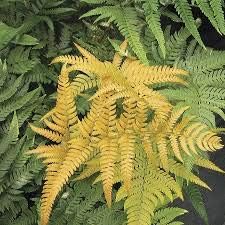 Flower Seeds, Seeds,Seeds For Planting,Plant Seeds