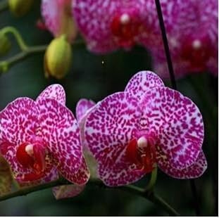 Flower Seeds, Seeds,Seeds For Planting,Plant Seeds