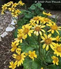 Flower Seeds, Seeds,Seeds For Planting,Plant Seeds