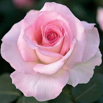 Flower Seeds, Seeds,Seeds For Planting,Plant Seeds