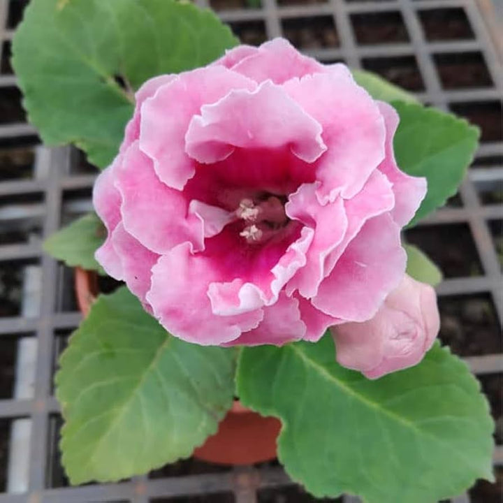 Gloxinia Flower Seeds for Planting Pink – Heirloom, Non-GMO, High Germination Organic Garden Seeds