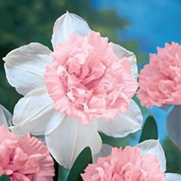 Flower Seeds, Seeds,Seeds For Planting,Plant Seeds