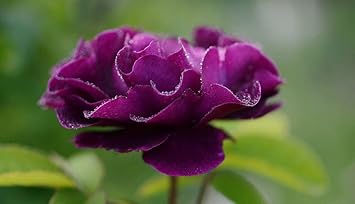 Purple Camellia Flower Seeds for Planting – Colorful Display, Heirloom, Non-GMO Seeds for Home Garden