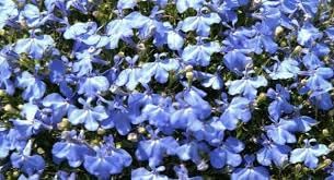 Flower Seeds, Seeds,Seeds For Planting,Plant Seeds