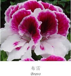 Flower Seeds, Seeds,Seeds For Planting,Plant Seeds