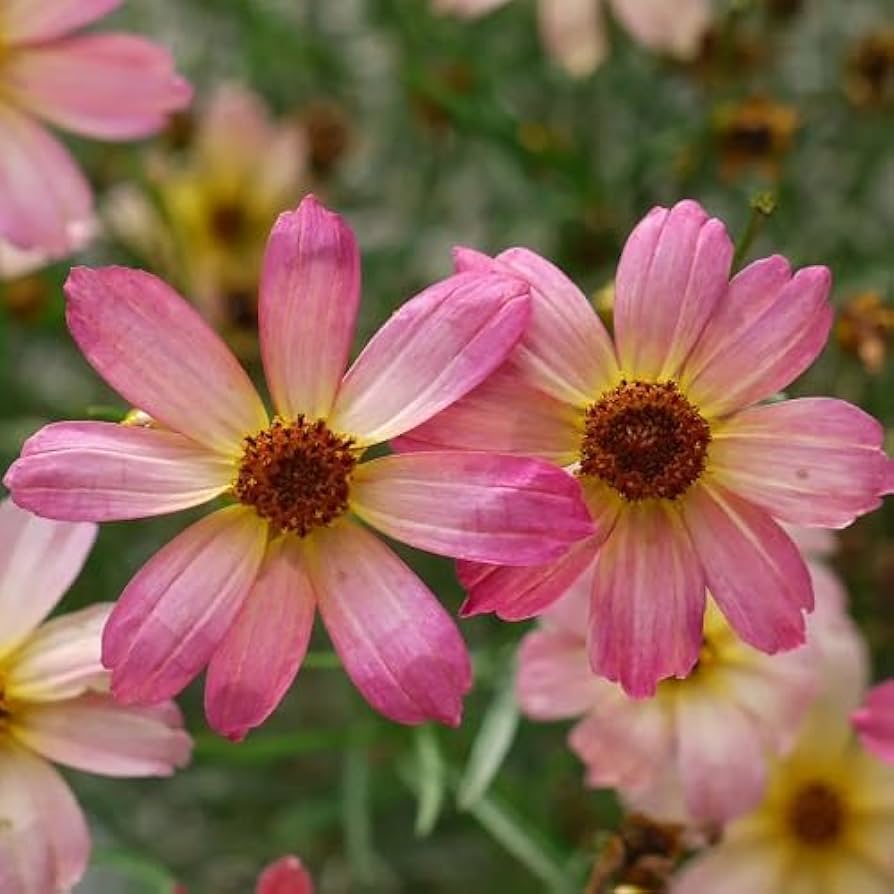 Flower Seeds, Seeds,Seeds For Planting,Plant Seeds