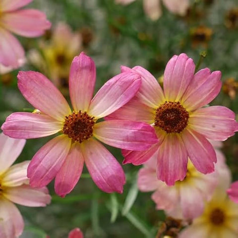 Flower Seeds, Seeds,Seeds For Planting,Plant Seeds