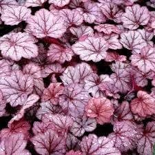 Flower Seeds, Seeds,Seeds For Planting,Plant Seeds