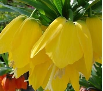 Yellow Imperial Crown Flower Seeds for Planting | Heirloom, Non-GMO, High Germination Organic Garden Seeds for Royal Spring Blooms