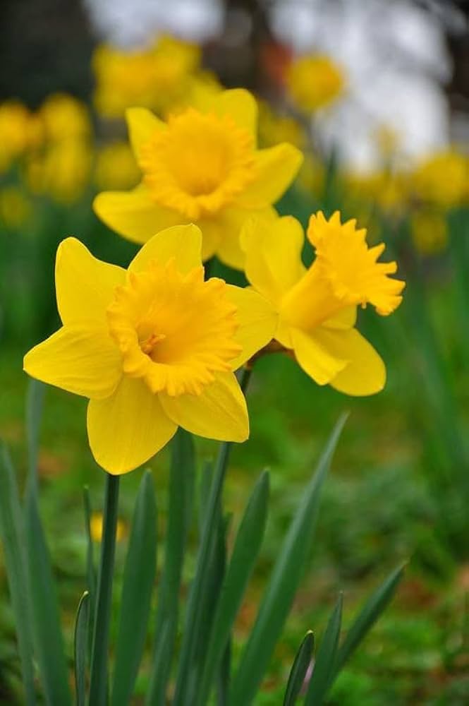 Yellow Double Petals Narcissus Flower Seeds for Planting – Heirloom Non-GMO High Germination Organic Garden Seeds