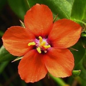 Orange Pimpernel Flower Seeds for Planting – Heirloom, Non-GMO, Organic Garden Seeds, High Germination