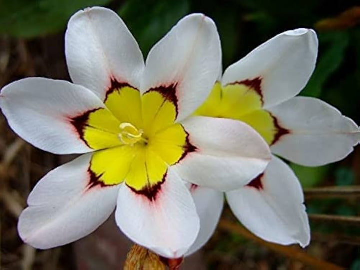 White Yellow Sparaxis Flower Seeds for Planting – Vibrant Colors, Heirloom &amp; Non-GMO Seeds for Home Garden