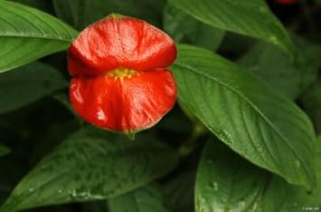 Flower Seeds, Seeds,Seeds For Planting,Plant Seeds