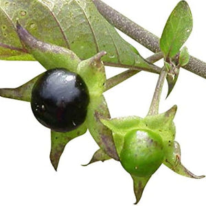 Flower Seeds, Seeds,Seeds For Planting,Plant Seeds