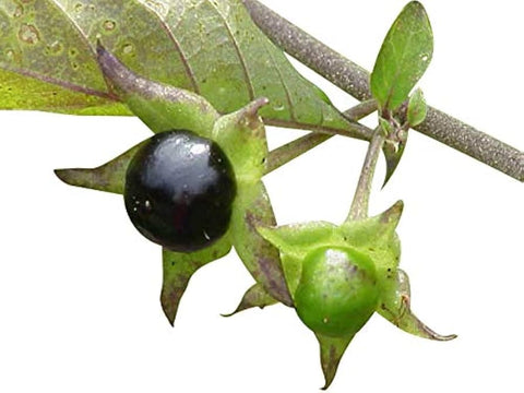 Flower Seeds, Seeds,Seeds For Planting,Plant Seeds