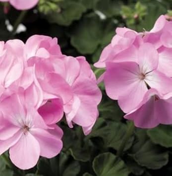 Light Pink Geraniums Flower Seeds for Planting – Heirloom, Non-GMO, Pollinator-Friendly Organic Seeds